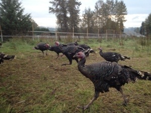 Young turkeys on the move...
