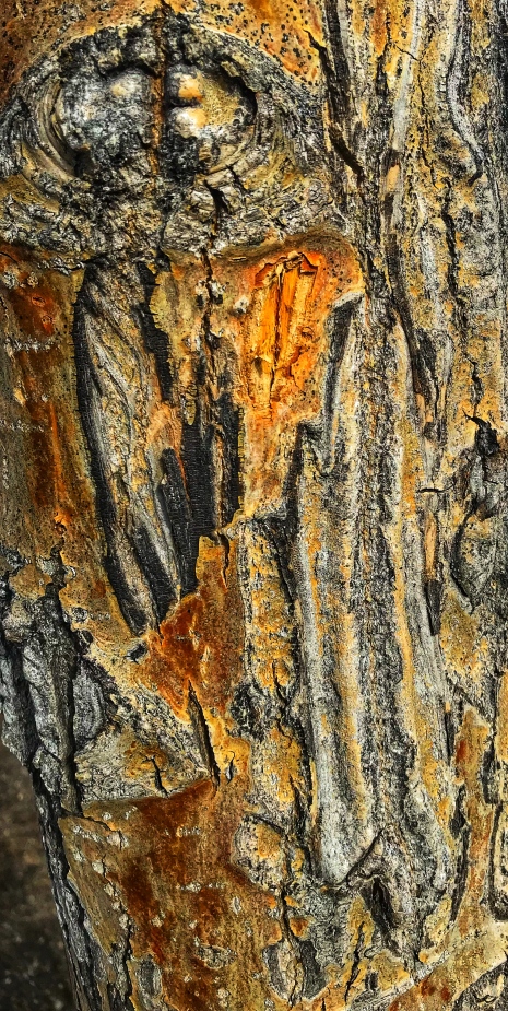 Quarry Lake Tree Bark